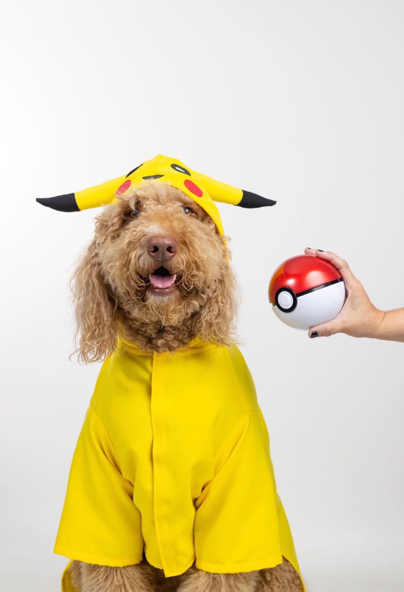 Pikachu hotsell puppy costume