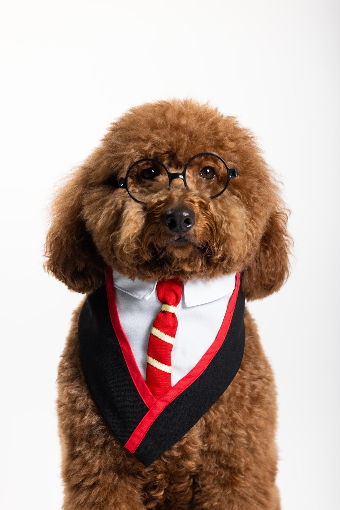 Dog Potter Pet Costume